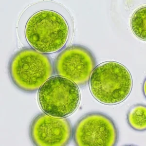 nannochloropsis vivante microalgue utilisée comme phytoplancton en aquarium marin